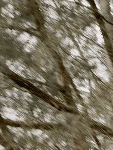 Lovely Squirrel GIF - Lovely Squirrel GIFs