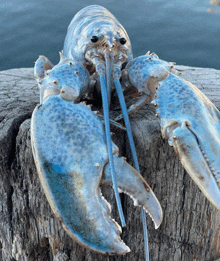 a blue lobster is sitting on a wooden stump near the water