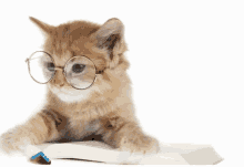 Cat Busy GIF - Cat Busy Reading GIFs
