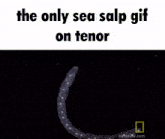 The Only Sea Salp Gif On Tenor Critter GIF