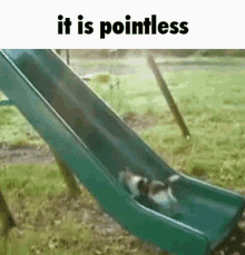 It Is Pointless Cat GIF - It Is Pointless Cat Dog GIFs