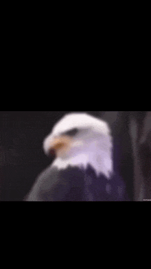 a bald eagle is standing in a dark room .
