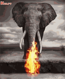 Where Is Our Humanity Elephant GIF - Where Is Our Humanity Elephant Animals GIFs