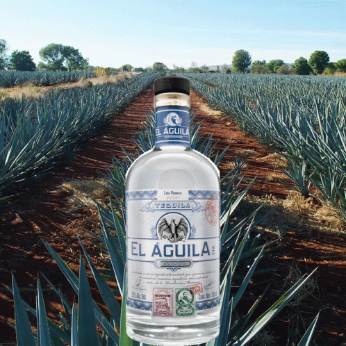 Tequila El Aguila Stamp GIF - Tequila El Aguila Stamp Fields - Discover &  Share GIFs