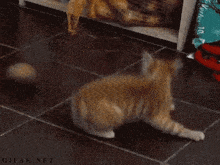 Cat Test GIF - Cat Test GIFs