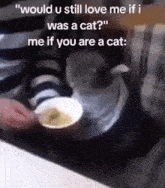 Cat Feed GIF