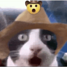 Cowboy Cat Surprised Cowboy Cat GIF - Cowboy Cat Surprised Cowboy Cat Surprised Cat GIFs