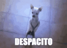 Despacito Dog GIF - Despacito Dog Dancing GIFs