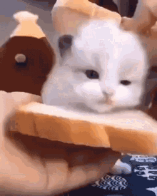 Cat Catbread GIF - Cat Catbread Cute GIFs