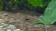 ant ants