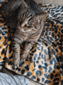 Cat Cats GIF - Cat Cats Paw GIFs