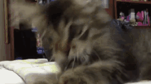 a close up of a cat laying on a bed