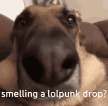 Nft Drop Lolpunk Drop GIF - Nft Drop Lolpunk Drop Lolpunks Nft Drop GIFs