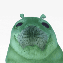 a close up of a seal 's face with a white background