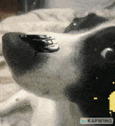 Dog Death GIF