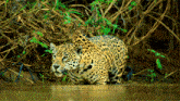 a leopard standing in a body of water