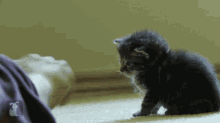 Boop Cat GIF - Boop Cat Kitten GIFs