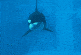 a killer whale is swimming in a pool of water