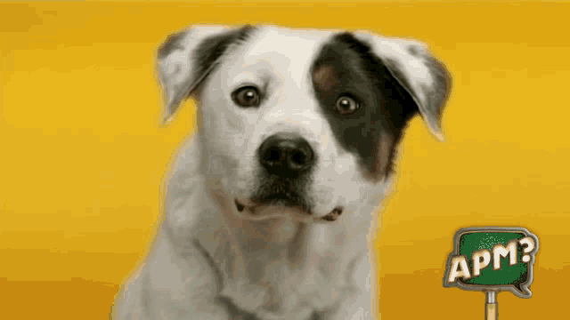 Dog Happy Dog GIF Dog Happy Dog Teeth Discover Share GIFs