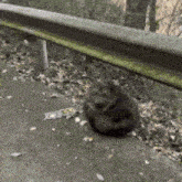 a small dog is sitting on the side of the road next to a railing
