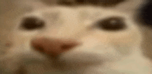 a close up of a cat 's face with a blurry background