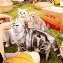 Cats Aww GIF - Cats Aww Cute Animals GIFs