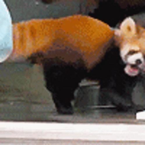 Scare Funny GIF - Scare Funny Red Panda - Discover & Share GIFs