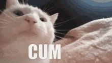 a close up of a white cat with the word cum written on it