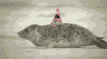 Seal Patrick GIF - Seal Patrick Cute GIFs