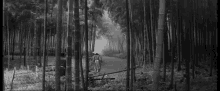Samurai Bamboo GIF - Samurai Bamboo Forest GIFs