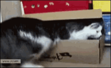 Cats Cats GIF - Cats Cats GIFs