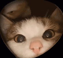 a close up of a cat 's face in a heart shaped frame .