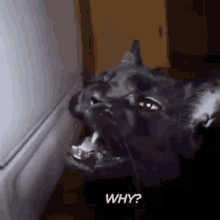 Why Cat GIF - Why Cat Sylvester GIFs