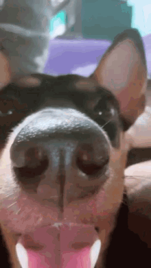 Drammen Dog GIF - Drammen Dog Dog Boop GIFs