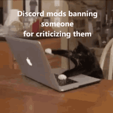 Discord Mods Cat GIF - Discord Mods Cat Ban GIFs