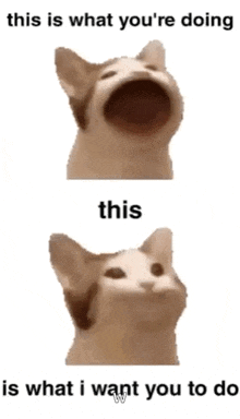 a picture of a cat with its mouth open and the words this is what you 're doing and this is what i want you to do