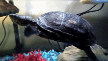 Hello Chat Turtle GIF - Hello Chat Turtle GIFs
