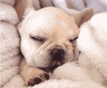 Puppy Cute GIF - Puppy Cute Dog GIFs