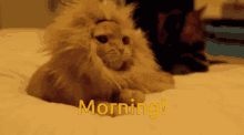 Cat King Morning GIF