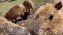 Gort Quandale Dingle GIF - Gort Quandale Dingle Capybara GIFs