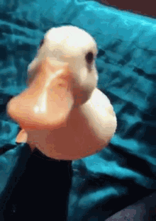 Duck Fight GIF - Duck Fight GIFs