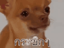 หมาร้องไห้ กระซิกๆ เศร้า GIF - Crying Dog Dog Cries Sad GIFs