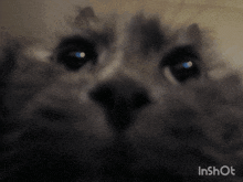 a close up of a cat 's face with the words inshot visible