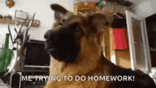 Back To School Homework GIF - Back To School Homework Dogs GIFs