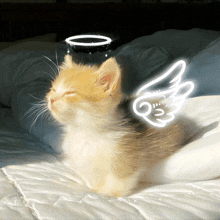 a kitten with angel wings and a halo