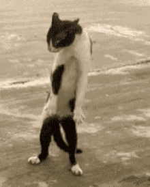 weird cat dance