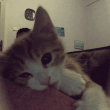 a brown and white cat is laying on a couch