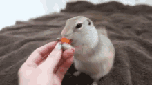 Squirrel Treats! Yay!!! GIF - Squirrel Carrots GIFs