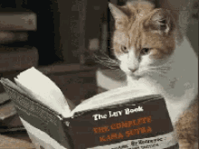Funny Animals Cat GIF - Funny Animals Cat Reading GIFs
