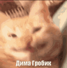 Cat Dima Grobik GIF